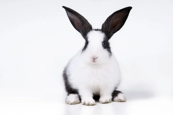 Cuadro Estudio Pequeño Conejo —  Fotos de Stock