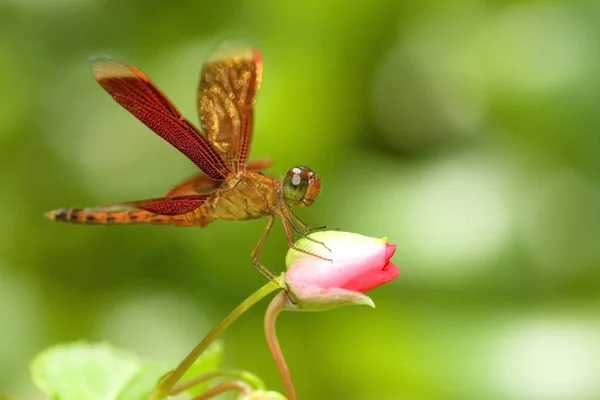 花の蕾の上にトンボが休んでいる — ストック写真