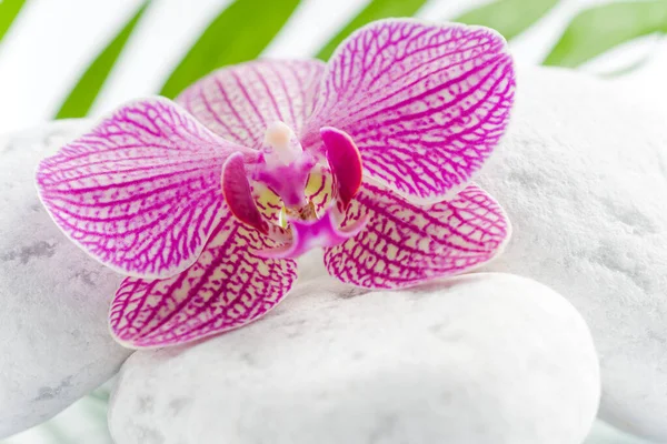 Roze Orchidee Bloemblaadjes — Stockfoto