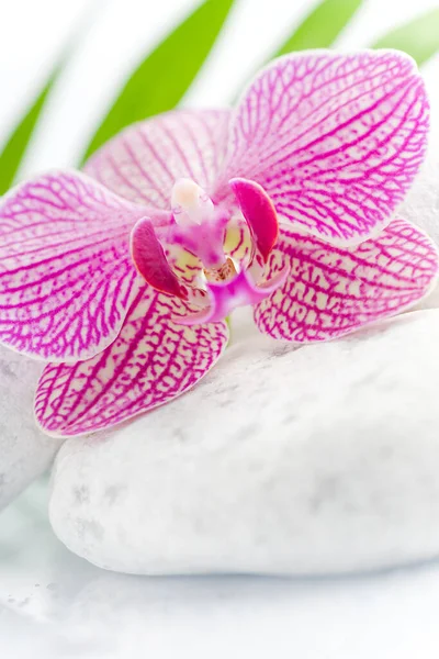 Pink Orchid Flower Petals — Stock Photo, Image