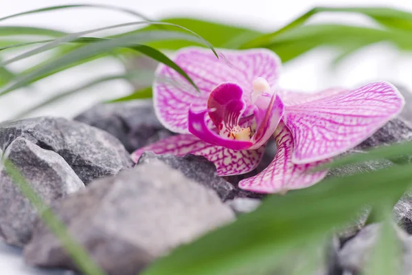 Roze Orchidee Bloemblaadjes — Stockfoto