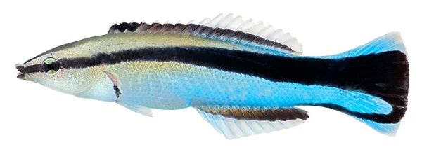 洁白底色的清洗鱼 Labroides Dimidiatus — 图库照片
