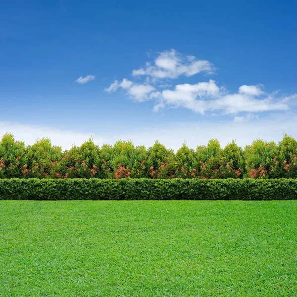 Hierba Verde Seto Árbol Cielo Nublado — Foto de Stock