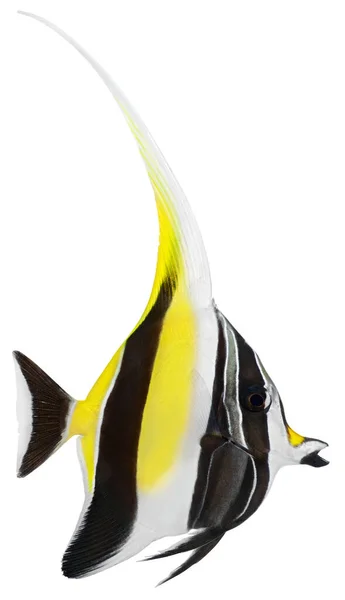 Moorish Idol Fish Isolated White Background Zanclus Cornutus — Stock Photo, Image