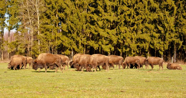 Bizoní Stádo Ranní Pastvině — Stock fotografie