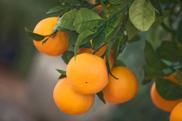 Pomeranče Visící Stromu Detailní Záběr — Stock fotografie