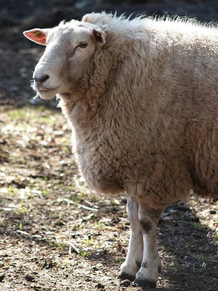 Landschappelijke Visie Landbouw Het Platteland — Stockfoto