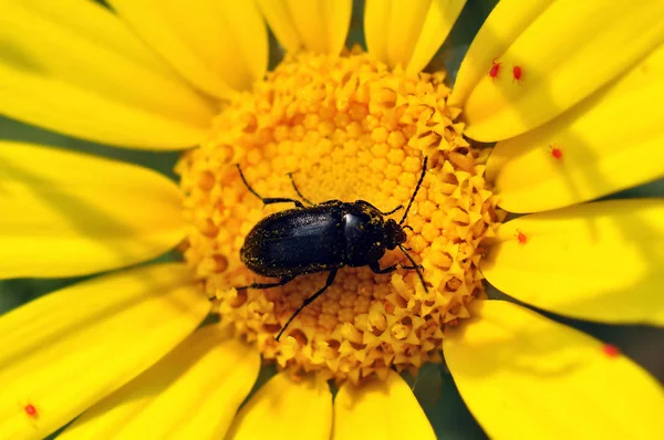 Liten Insekt Täckt Pollen Från Blommande Blomma — Stockfoto