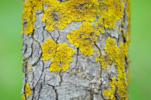 Uzavřete Kmen Stromu Žlutými Mechem Selektivní Zaměření — Stock fotografie