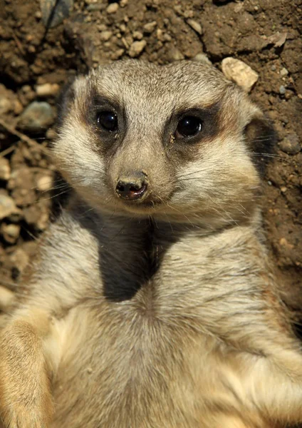 Χαριτωμένο Meerkat Suricate Suricatta — Φωτογραφία Αρχείου