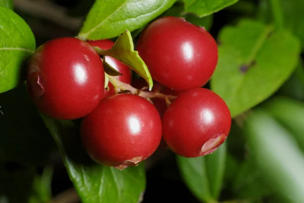 Naturskön Syn Jordbruket Selektiv Inriktning — Stockfoto