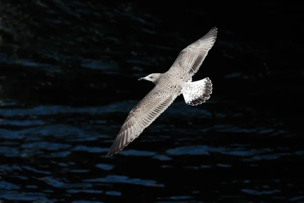 Gaivota Cinzenta Voa Acima Água — Fotografia de Stock