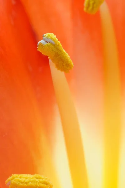 ヒペストラムの花の雄蕊と雄蕊のマクロ — ストック写真