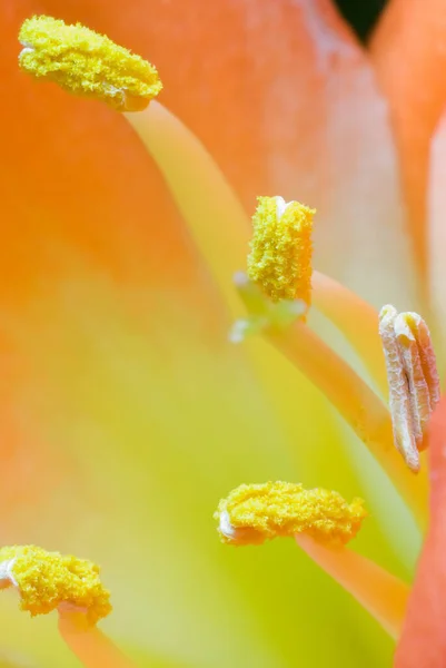 Macro Stamen Pestle Flor Hippeastrum — Fotografia de Stock