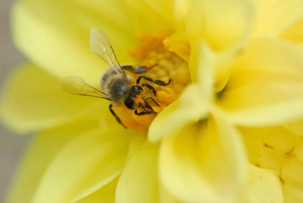 Крупный План Пчелы Желтом Цветке — стоковое фото