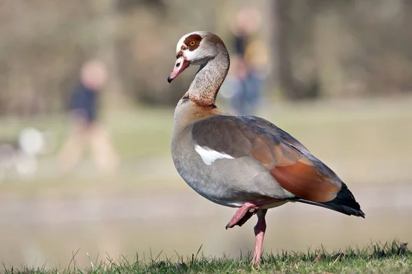 Vacker Utsikt Över Vacker Fågel Naturen — Stockfoto