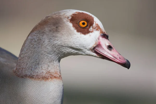 Vacker Utsikt Över Vacker Fågel Naturen — Stockfoto