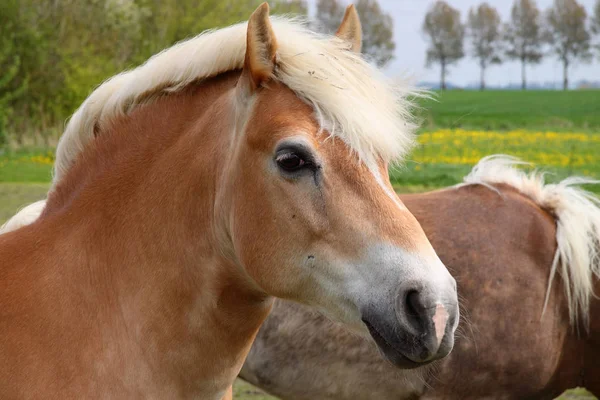 Irkı Haflinger — Stok fotoğraf