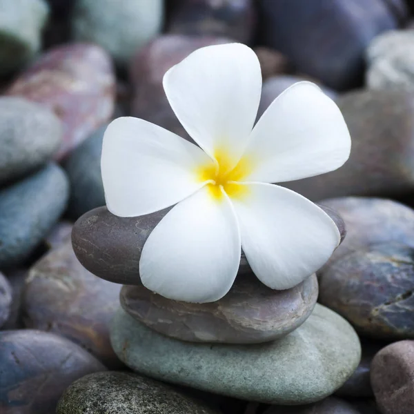 Frangipani Plumeria Flower Petals Stock Image