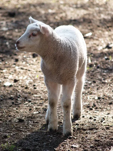 Naturskön Syn Jordbruket Selektiv Inriktning — Stockfoto