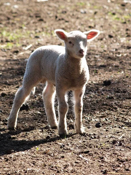 Domestic Sheep Pasture — Stock Photo, Image