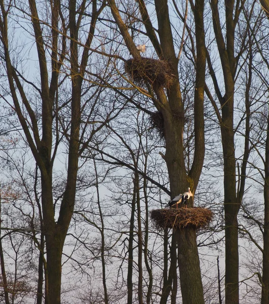 Ooievaars Langbenige Langhalswaadvogel — Stockfoto