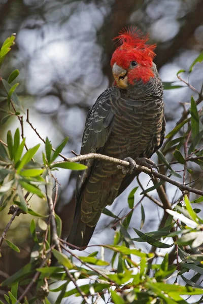 Helmkakadu Callocephalon Fimbriatum Einem Busch Den Blauen Bergen Australien — Stockfoto