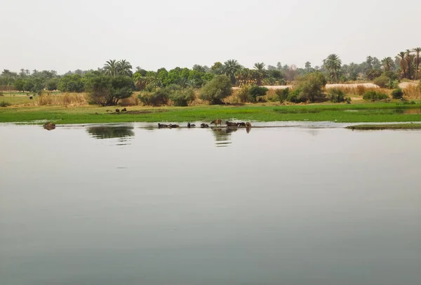 Vacas Pastando Nas Margens Rio Nilo Perto Assuão Egito África — Fotografia de Stock