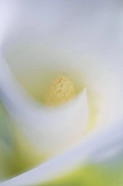 Flower Soft Focus — Stock Photo, Image