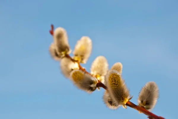 Pussy Willow Spring Catkin — Φωτογραφία Αρχείου