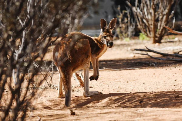 Ζώο Καγκουρό Πανίδα Της Αυστραλίας — Φωτογραφία Αρχείου