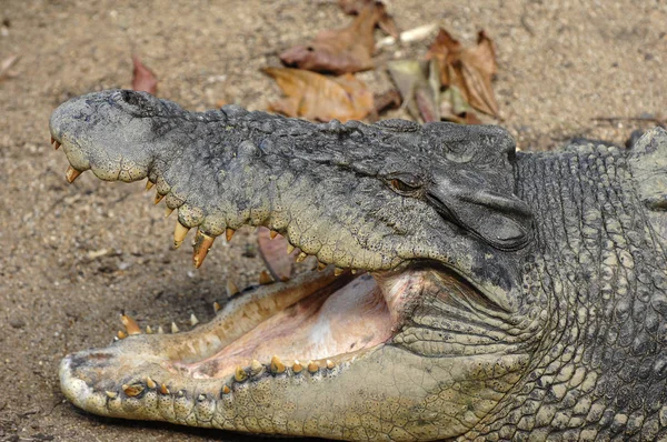 Coccodrillo Pericoloso Animale Rettile — Foto Stock