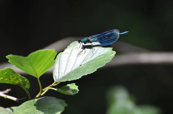 Vue Macro Rapprochée Insecte Libellule — Photo