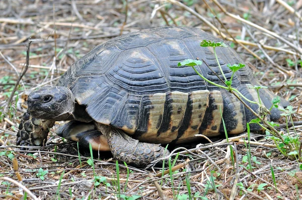 Sköldpadda Naturlig Livsmiljö — Stockfoto