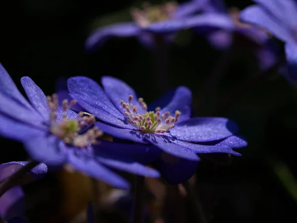 Krásný Botanický Záběr Přírodní Tapety — Stock fotografie