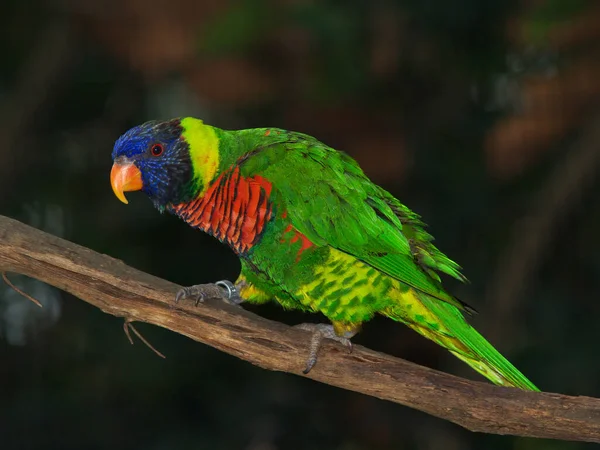 Perroquet Tête Bleue Est Perché Sur Bâton Bois — Photo