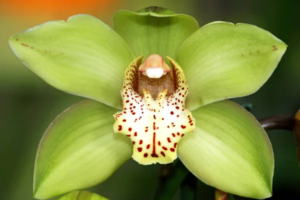 Nahaufnahme Der Schönen Orchideenblume — Stockfoto