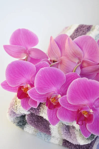 Лепестки Орхидеи Фаленопсис — стоковое фото