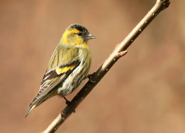 Aussichtsreiche Aussicht Auf Schöne Vögel Der Natur — Stockfoto