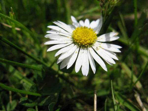 stock image daisy in full bloom