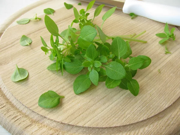 Ready Cook Small Leafed Basil — Stock Photo, Image