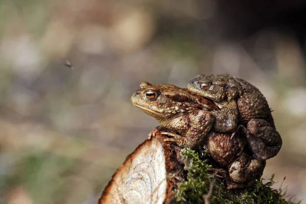 두꺼비들 산란지로 — 스톡 사진