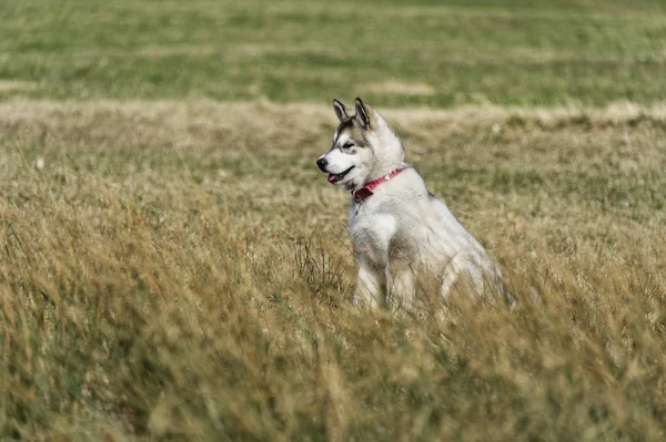 Фотография Симпатичных Собак Открытом Воздухе — стоковое фото