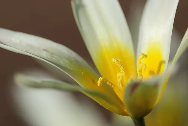 美丽的郁金香花风景 — 图库照片