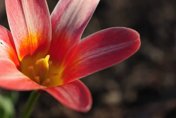 Springtime Beautiful Spring Tulips Flowers Flora — Stock Photo, Image