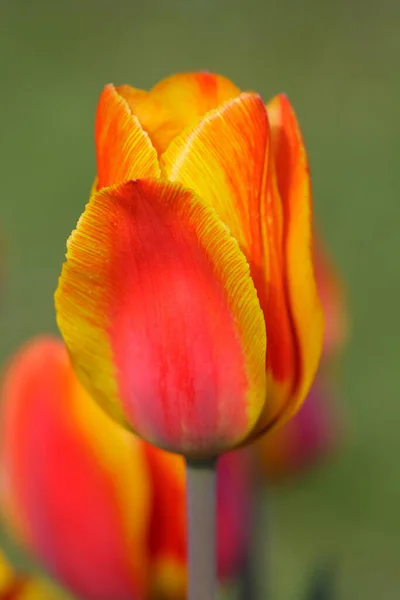 Fleurs Tulipes Printemps Flore — Photo