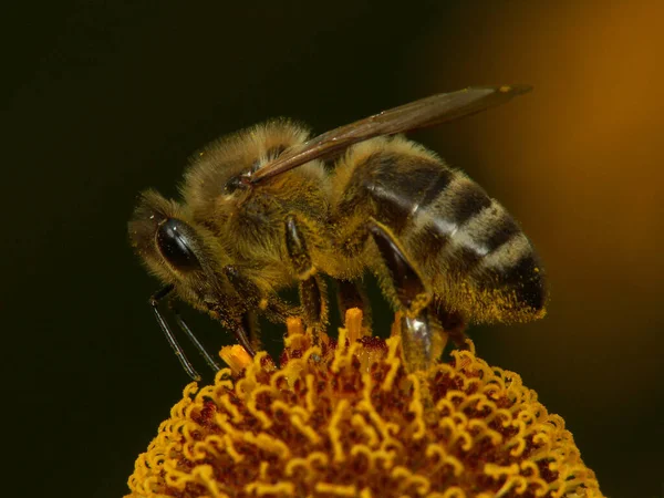 Makroaufnahme Einer Honigbiene Auf Einer Asteroidenblume — Stockfoto