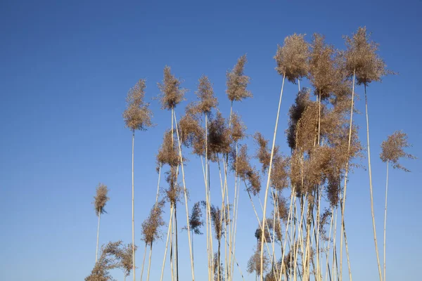 Hohes Schilfgras Auf Blauem Hintergrund Himmel — Stockfoto