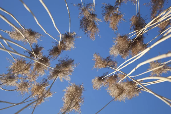High Reed Grass Blue Background Sky — Stock Photo, Image