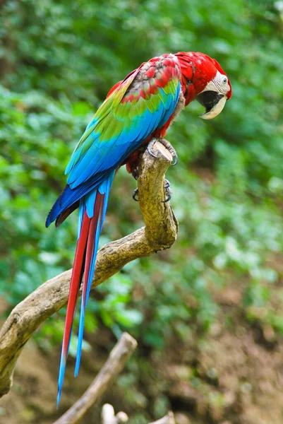 Vista Cerca Hermoso Loro Guacamayo — Foto de Stock